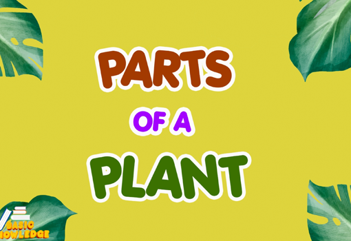 Parts of a plant