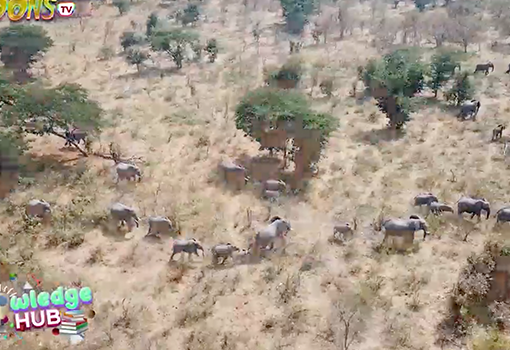 Fastest Animal in the world