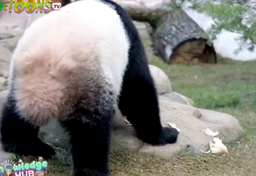 Interesting Facts about Pandas