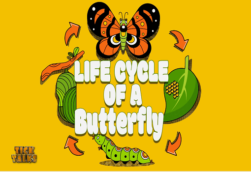 The life cycle of a Butterfly
