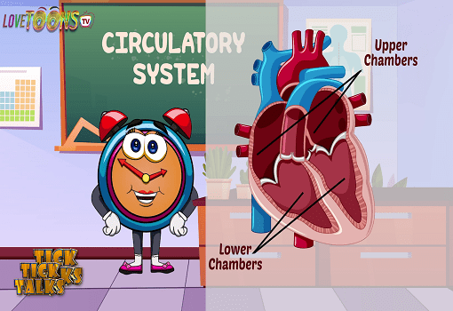 Circulatory System
