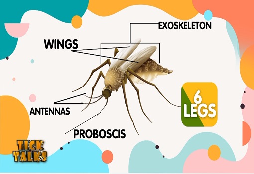Life Cycle of  a Mosquito